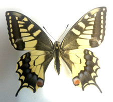 Papilionidae papilio machaon d'occasion  Expédié en Belgium