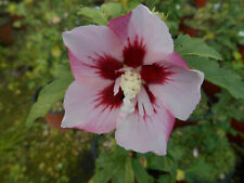 Hibiscus syriacus hamabo usato  Reggio Calabria
