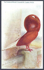 Red jacobin pigeon for sale  SUNBURY-ON-THAMES