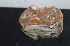 Fossilien versteinertes holz gebraucht kaufen  Gevelsberg