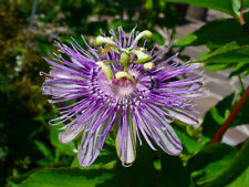 Maypop purple passion for sale  Bois D Arc