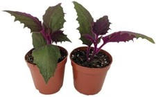 Erotic gynura purple for sale  Wadsworth