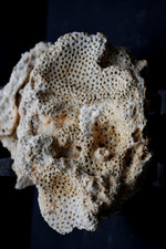 Fossilien korallen seeigel gebraucht kaufen  Heidenheim an der Brenz