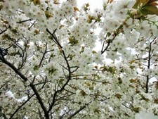 Prunus tai haku for sale  NEWRY