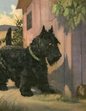 Scottish terrier watching for sale  COLEFORD