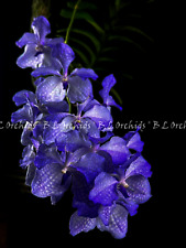 Vanda coerulea for sale  Miami
