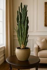 Prickly pear cactus for sale  BARGOED