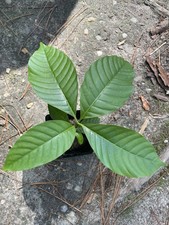 Voacanga africana live for sale  Greenville