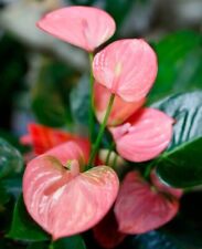 Anthurium pink flamingo for sale  Reseda