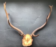 Antique deer head for sale  DUNMOW