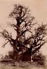 Afrique sénégal sésou d'occasion  Pagny-sur-Moselle