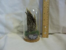 Mummified sea monster for sale  Payson