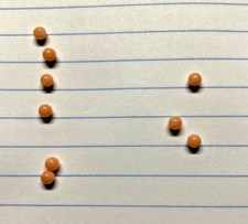 Genuine coral beads for sale  North Kingstown