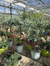 Eucalyptus gunni stamm gebraucht kaufen  Ludwigsburg