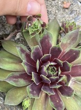 Large different hen for sale  Medina