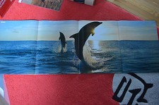 Poster delphin delfin gebraucht kaufen  Allersberg