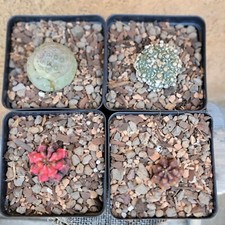 Cactus bundle exotic for sale  Valley Village