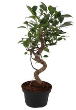 Tall mini bonsai for sale  Denver