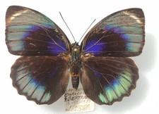 Agrias phalcidon bertrandi d'occasion  Paris XI