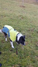 Hunde utdoor wintermantel gebraucht kaufen  Mössingen