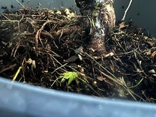 Dwarf mugo pine for sale  Grove City