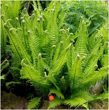 Shuttlecock fern matteuccia for sale  PRESTON