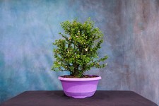 cherry blossom bonsai tree for sale cherry blossom bonsai tree for sale North Fort Myers