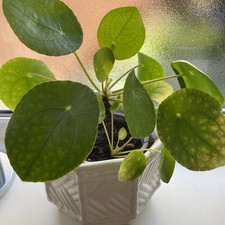 Chinese money pilea for sale  SUDBURY