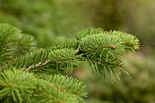 Abies nordmanniana nordmanntan gebraucht kaufen Abies nordmanniana nordmanntan gebraucht kaufen  Westerstede