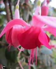 Fuchsia pyramide fuchsia d'occasion  Metz-