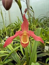 Phragmipedium franz glanz for sale  Daly City