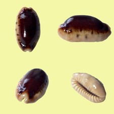 Cypraea caurica hypermelanica usato  Roma