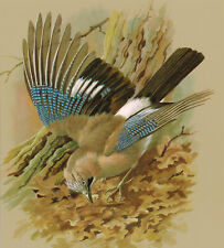 Jay bird picture for sale  DEREHAM