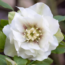Hellebore double ellen for sale  PETERBOROUGH
