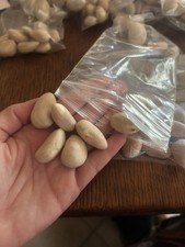 Jackfruit seeds fresh for sale  Doyline