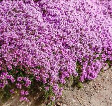 1000 creeping thyme for sale  Buffalo