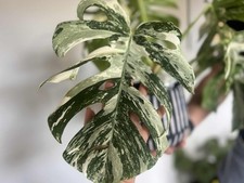 Monstera albo variegated for sale  BURY ST. EDMUNDS