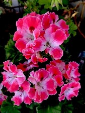 Geranium reddish pink for sale  San Jose