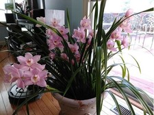 Live pink flowers for sale  Newark