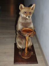 Taxidermie renard naturalisé d'occasion  Ciry-le-Noble