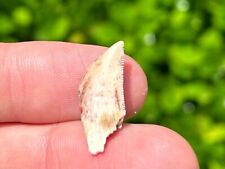dinosaur tooth for sale dinosaur tooth for sale Coppell
