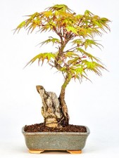 Bonsai fächerahorn acer gebraucht kaufen  Berlin