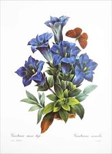 Herbier gentiane tige d'occasion  Le Chesnay