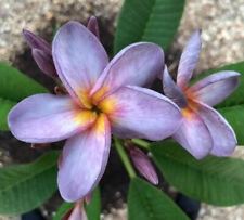 Semi plumeria lilac usato  Cuneo