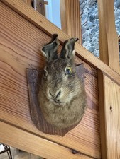Taxidermy brown hare for sale  WIGTON