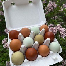 Frizzle hatching eggs for sale  Minneapolis