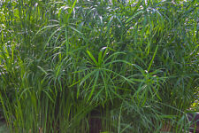Dwarf umbrella palm for sale  Fairdale