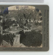 Ancient olive trees for sale  Bolton