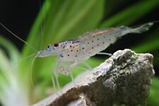 Lotto caridina multidentata usato  Leffe