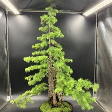 ornamental bamboo for sale ornamental bamboo for sale HULL